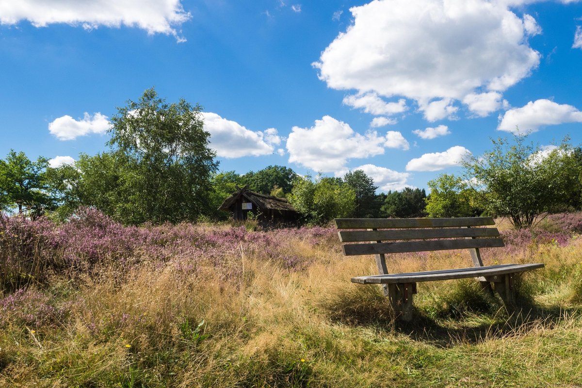 Heidelandschaft Südheide